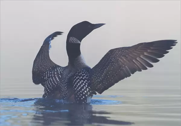 Common Loon Stretch