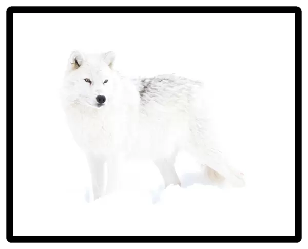 White wolf in winter