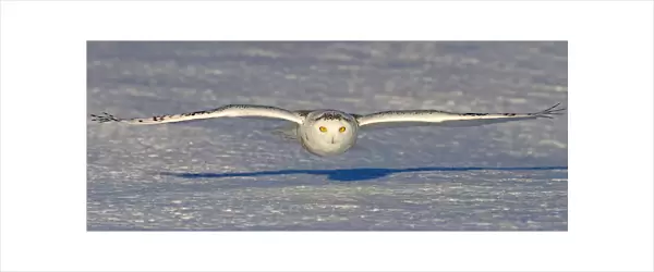 Snowy Owl Glide