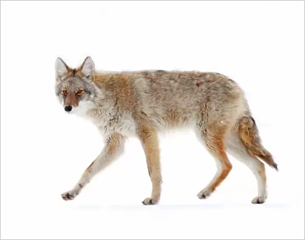Coyote. Driving around the countryside for hours