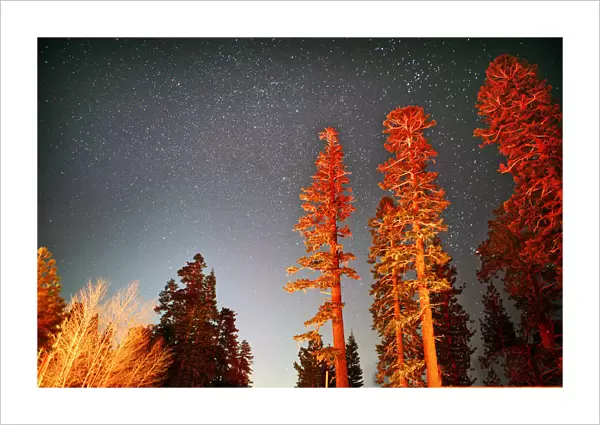 Tall sequoia trees at night under starry sky
