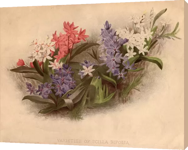 Scillas. circa 1800: Varieties of pink, white and blue scilla bifolia