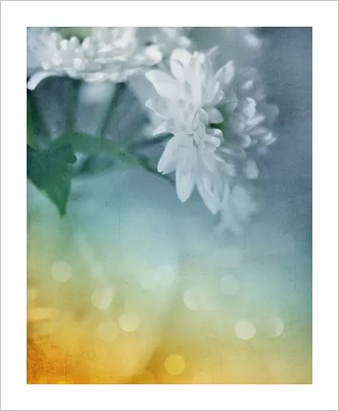 Whispery white vintage daisy mums