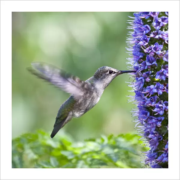 Hovering Black-Chinned Hummingbird