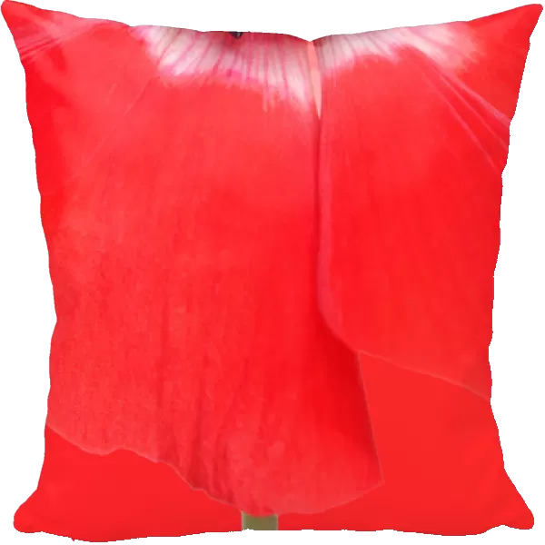 Anemone. Red anemone