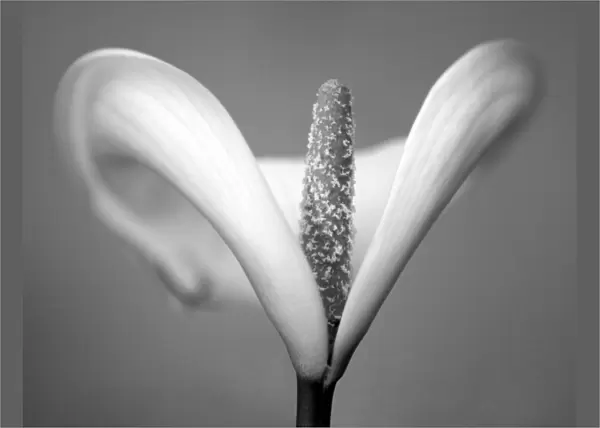 Arum lily in black and white