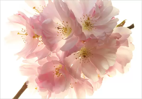 Blossom. Cherry blossom