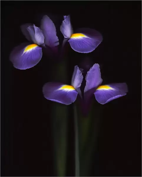 Irises. Scanned irises on black background