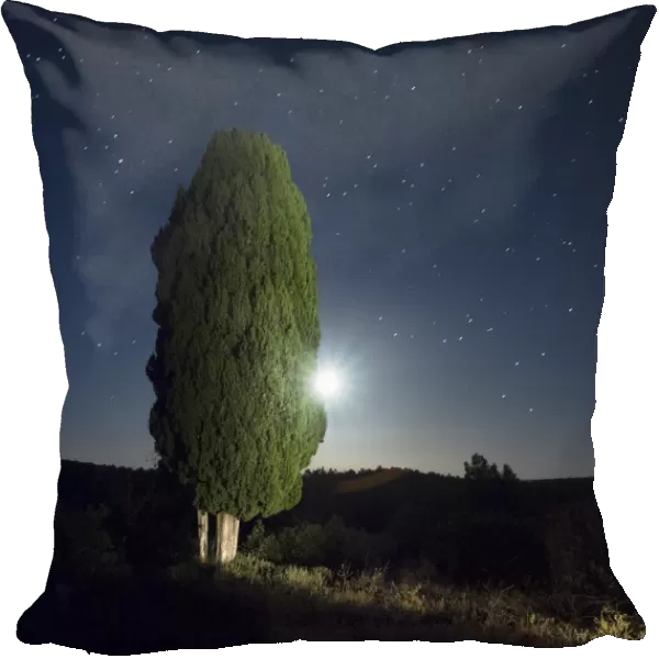 Cypress moon and under the stars