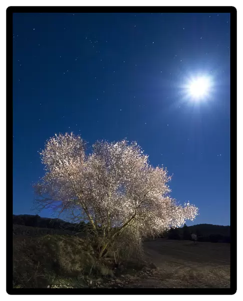 Flowery almond-tree at starry night
