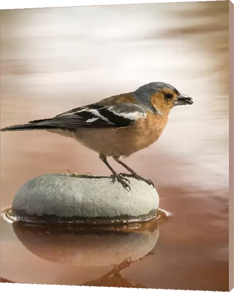 Male Chaffinch bird species, (Fringilla coelebs ), perched on a rock drinking, reflected in water