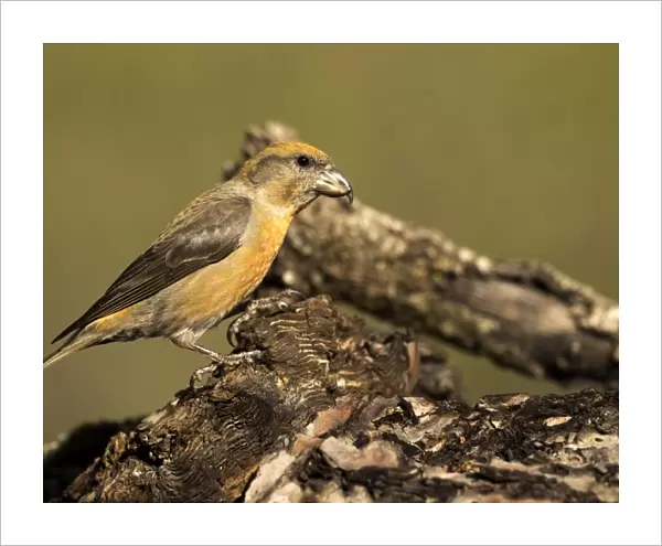 Red Crossbill (Loxia curvirostra) adult male, standing on a branch of tree with lichens. Spain, Europe