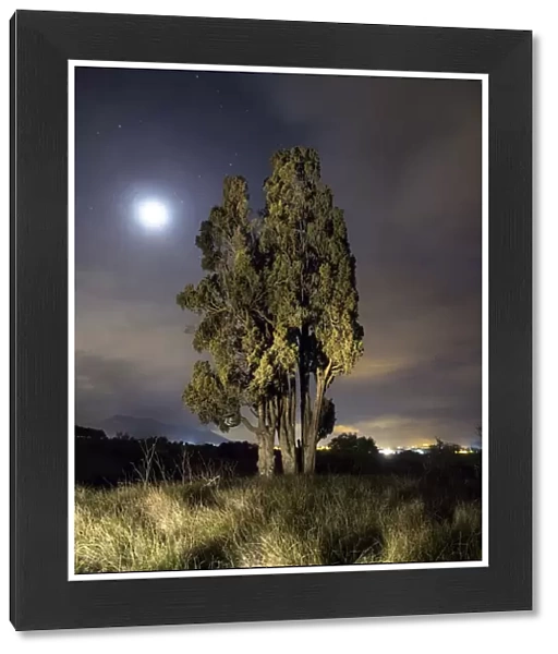 Solitary cypress illuminated by the moonlight