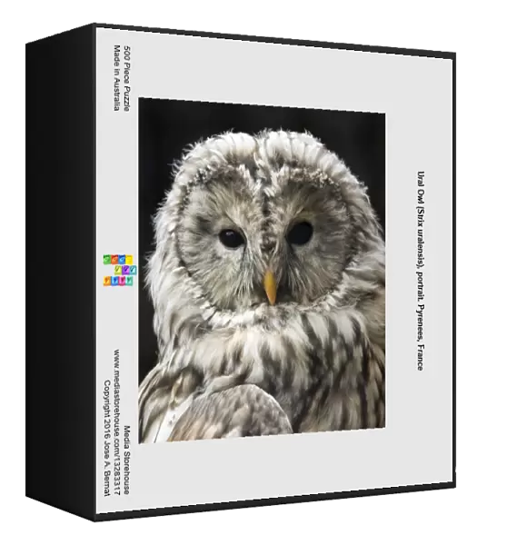 Ural Owl (Strix uralensis), portrait. Pyrenees, France