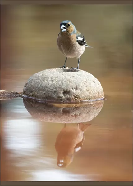 Male Chaffinch bird species, (Fringilla coelebs ), of the family Passeriformes, put on a rock with his reflection in the water