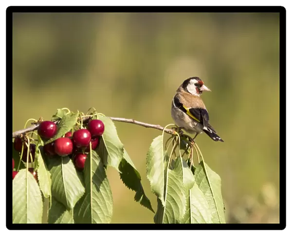 Bird of the species (Carduelis carduelis ), Put on the branch of a cherry-tree with mature cherries