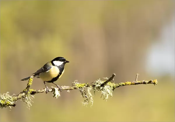 Bird Carbonero com'n, (Parus major), family Paridae, put on a branch with lichens