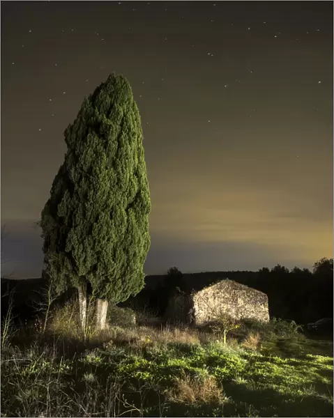 Great cypress of more than 100 years close to a farmhouse in ruins. In the mountain