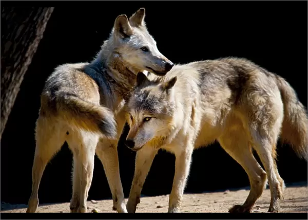 Arctic wolves playing
