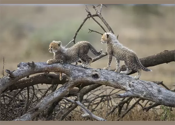 Cheetah Cubs Playing, Ndutu Plains, Tanzania