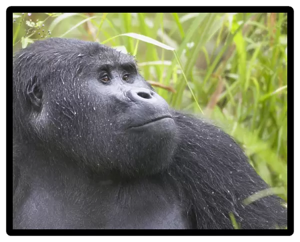 Juvenile Mountain Gorilla (Gorilla gorilla beringei)