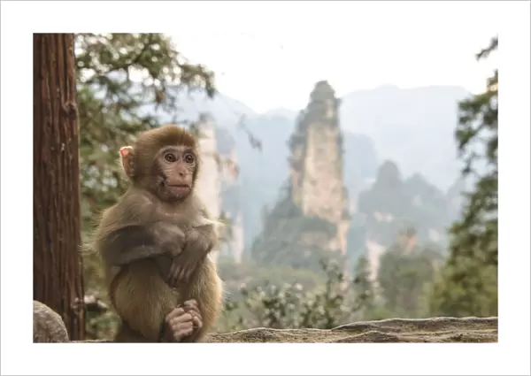 Zhangjiajie baby monkey