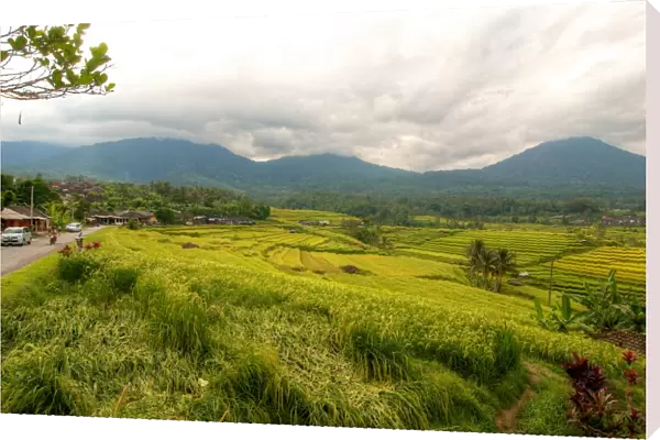 Jatiluwih rice fields