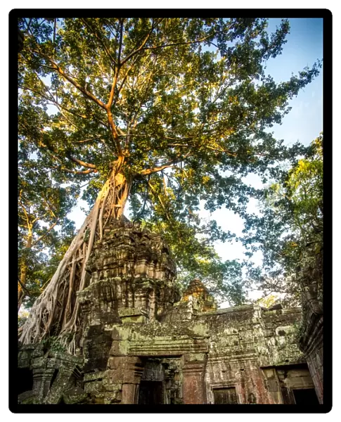 A banyan tree overtakes a building at the Ta Prohm temple in the Angkor Wat Complex located in Cambodia