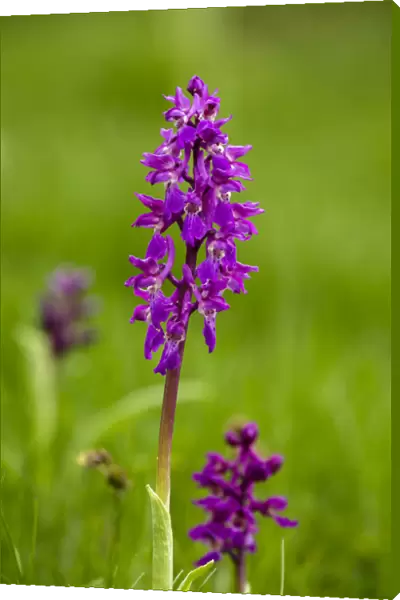 Orchids, Hautes Pyrenees, France