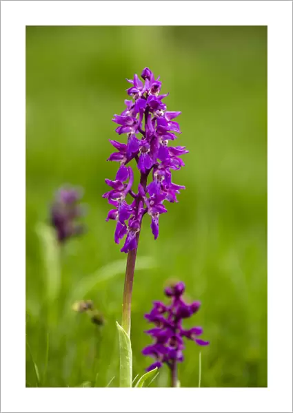 Orchids, Hautes Pyrenees, France