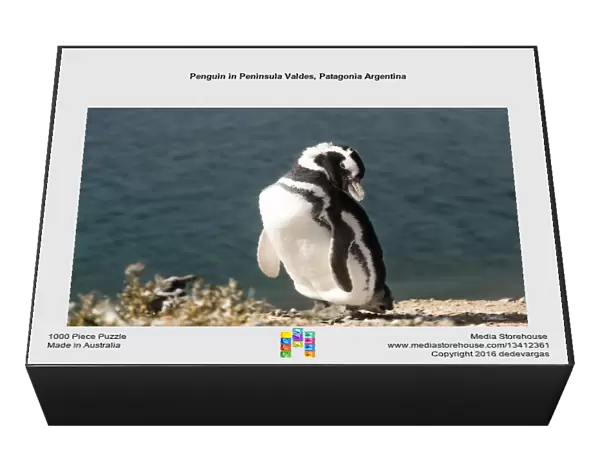 Penguin in Peninsula Valdes, Patagonia Argentina