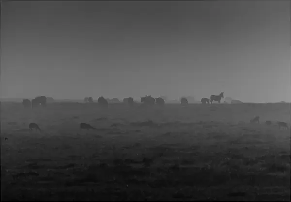 Zebra in Mist