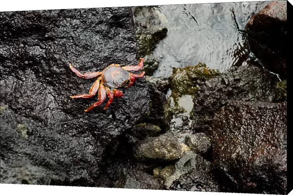 Red Crab on a rock