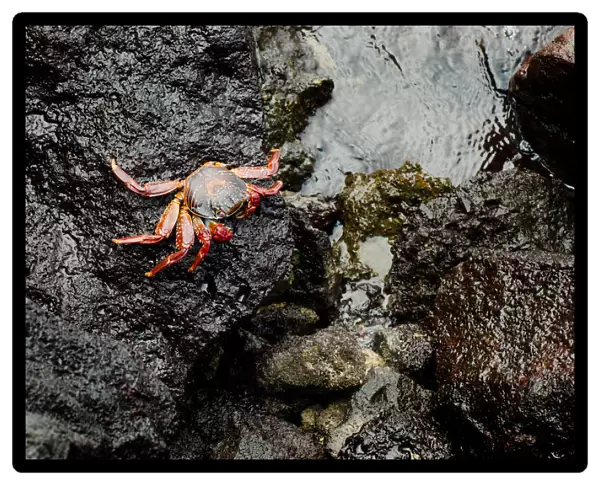 Red Crab on a rock