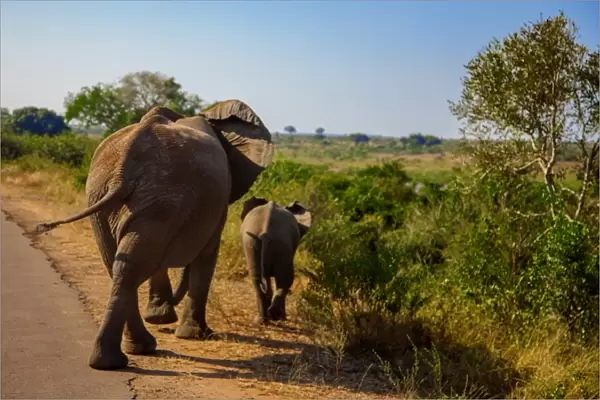 A Mother Elephant Walking Along With Her Calf, Kruger National Park, South Africa