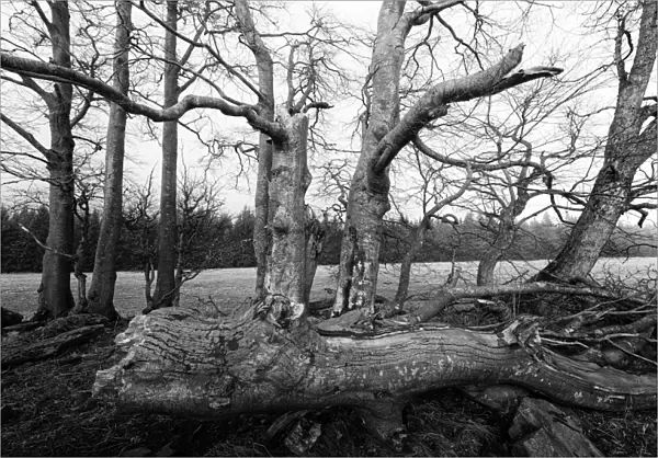 Bare and gnarled old beech trees