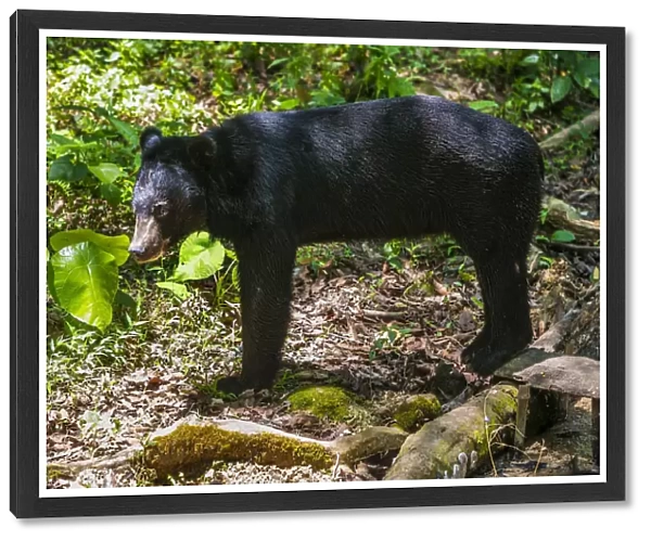 Asiatic Black Bears in Luang Prabang