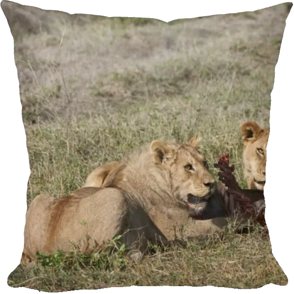 lions feeding on prey