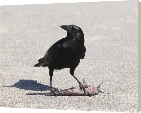 American crow, Corvus brachyrhynchos, eating a walking catfish, Clarias batrachus. Everglades National Park, Florida, USA. UNESCO World Heritage Site (Biosphere Reserve)