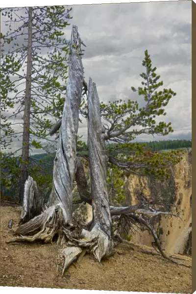 Dead Tree, Yellowstone National Park