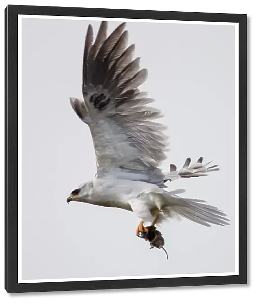 White tailed kite on flight