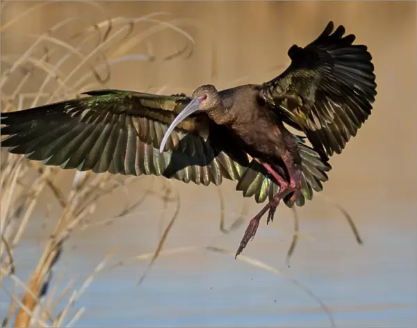 Faced ibis