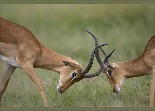 Impala Herd, Chobe National Park, Botswana