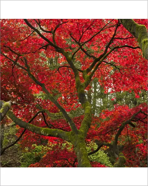 Japanese Maple in the Fall