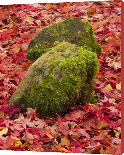 Colours of fall, mossy rocks on red maple leaves