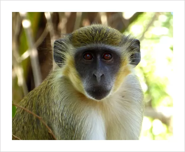 Portrait of a Green Vervet Monkey, Chlorocebus sabaeus