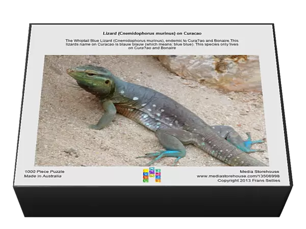 Lizard (Cnemidophorus murinus) on Curacao