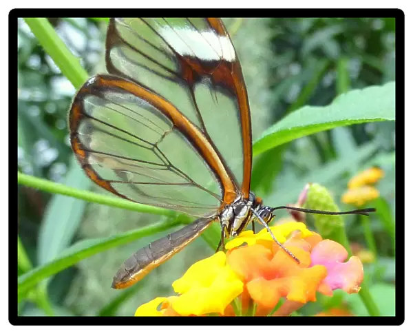 The Glasswinged butterfly