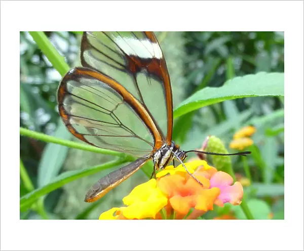 The Glasswinged butterfly