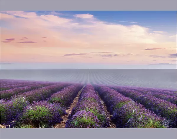 Landscape: scenic lavender field in Provence, France